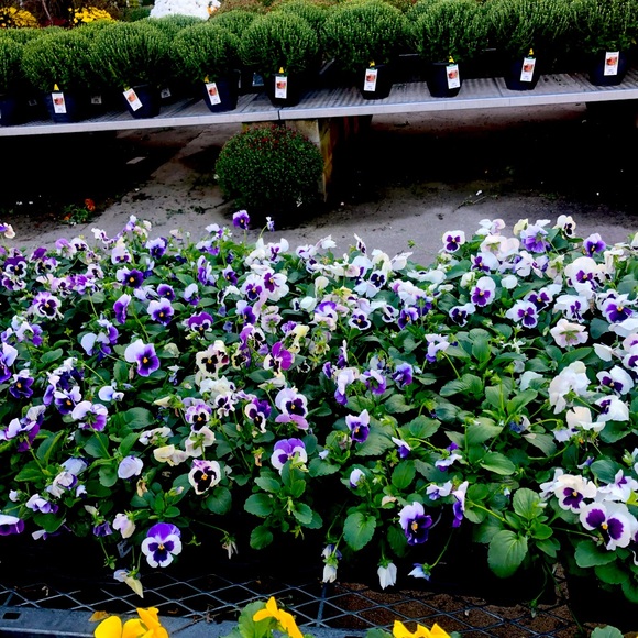 Meet your Posher, Chad - Picture 1 of 2